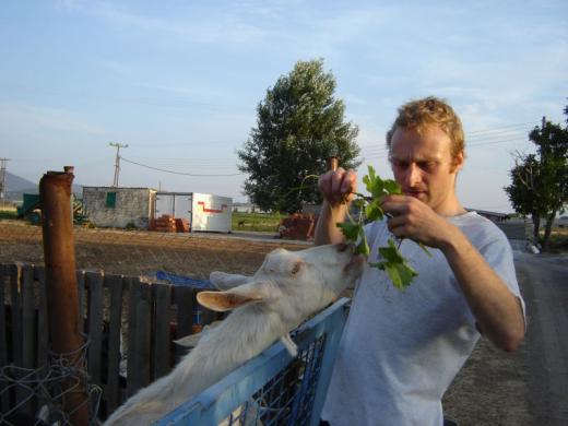Feeding goats