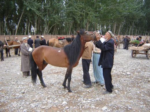 Buying horses