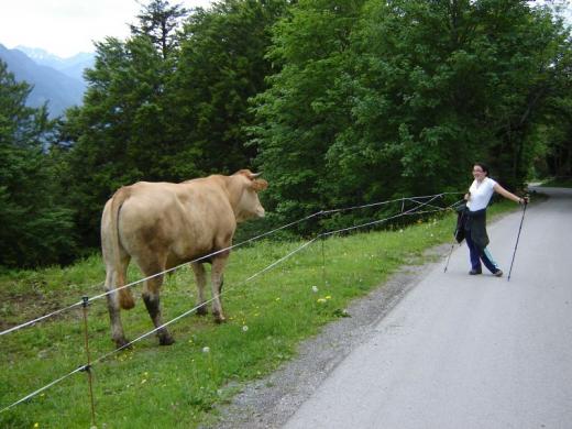 Some cow