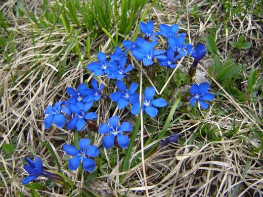 Pretty flowers
